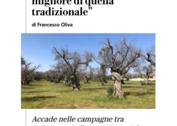 XILELLA / RISORGONO GLI ULIVI NEL SALENTO !!